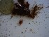  (Crouania sp - GWS023654)  @11 [ ] Unspecified (default): All Rights Reserved  Unspecified Unspecified