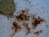  (Hypnea sp. 1LH - GWS023662)  @11 [ ] Unspecified (default): All Rights Reserved  Unspecified Unspecified