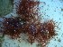 (Hypnea sp. 3LH - GWS023745)  @11 [ ] Unspecified (default): All Rights Reserved  Unspecified Unspecified