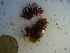  (Hypnea sp. 4LH - GWS023856)  @11 [ ] Unspecified (default): All Rights Reserved  Unspecified Unspecified