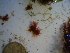  (Dasythamniella sp - GWS023936)  @11 [ ] Unspecified (default): All Rights Reserved  Unspecified Unspecified
