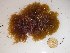  (Erythroclonium muelleri - GWS024201)  @11 [ ] Unspecified (default): All Rights Reserved  Unspecified Unspecified