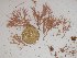  (Amphiroa gracilis - GWS024212)  @13 [ ] Unspecified (default): All Rights Reserved  Unspecified Unspecified