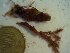  (Synarthrophyton sp - GWS024264)  @11 [ ] Unspecified (default): All Rights Reserved  Unspecified Unspecified