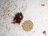  (Gelidium sp. 1WA - GWS024596)  @11 [ ] Unspecified (default): All Rights Reserved  Unspecified Unspecified