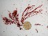  (Erythroclonium sp. 1WA - GWS024609)  @11 [ ] Unspecified (default): All Rights Reserved  Unspecified Unspecified