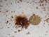  (Herposiphonia sp. 1WA - GWS024785)  @11 [ ] Unspecified (default): All Rights Reserved  Unspecified Unspecified