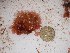  (Callophyllis sp. 1WA - GWS024969)  @13 [ ] Unspecified (default): All Rights Reserved  Unspecified Unspecified