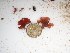  (Haloplegma sp. 1WA - GWS025092)  @11 [ ] Unspecified (default): All Rights Reserved  Unspecified Unspecified