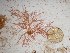 (Hypnea subramentacea - GWS025156)  @11 [ ] Unspecified (default): All Rights Reserved  Unspecified Unspecified