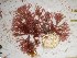  (Amphiroa sp. 4WA - GWS025190)  @13 [ ] Unspecified (default): All Rights Reserved  Unspecified Unspecified