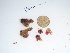  (Amalthea sp. 4WA - GWS025229)  @11 [ ] Unspecified (default): All Rights Reserved  Unspecified Unspecified