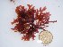  (Neoharaldiophyllum erosum - GWS025281)  @11 [ ] Unspecified (default): All Rights Reserved  Unspecified Unspecified