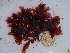  (Euptilota sp. 2WA - GWS025421)  @11 [ ] Unspecified (default): All Rights Reserved  Unspecified Unspecified