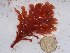  (Pterocladia sp - GWS025567)  @11 [ ] Unspecified (default): All Rights Reserved  Unspecified Unspecified