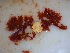  (Haloplegma sp - GWS032496)  @11 [ ] Unspecified (default): All Rights Reserved  Unspecified Unspecified
