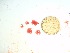  (Amalthea sp. 1NSW - GWS032636)  @11 [ ] Unspecified (default): All Rights Reserved  Unspecified Unspecified