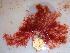 (Euptilota sp. 1NSW - GWS034387)  @11 [ ] Unspecified (default): All Rights Reserved  Unspecified Unspecified
