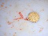  ( - GWS034470)  @11 [ ] Unspecified (default): All Rights Reserved  Unspecified Unspecified