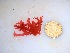  (Platoma cyclocolpum - GWS034484)  @11 [ ] Unspecified (default): All Rights Reserved  Unspecified Unspecified