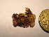  (Peyssonnelia sp. 5NWA - GWS034708)  @11 [ ] Unspecified (default): All Rights Reserved  Unspecified Unspecified