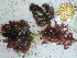  (Herposiphonia sp - GWS034931)  @11 [ ] Unspecified (default): All Rights Reserved  Unspecified Unspecified