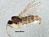  ( - BIOUG02896-H03)  @12 [ ] CreativeCommons - Attribution (2013) CBG Photography Group Centre for Biodiversity Genomics