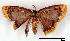  (Chrysocraspeda comptaria - USNM ENT 00642785)  @14 [ ] Unspecified (default): All Rights Reserved  Unspecified Unspecified