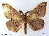  (Hyposidra sp. AAI2359 - USNM ENT 00642805)  @15 [ ] Unspecified (default): All Rights Reserved  Unspecified Unspecified