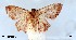  (Idaea catopolia - USNM ENT 00642816)  @13 [ ] Unspecified (default): All Rights Reserved  Unspecified Unspecified