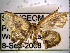 (Chrysocraspeda sp. AAI4058 - USNM ENT 00642827)  @14 [ ] Unspecified (default): All Rights Reserved  Unspecified Unspecified