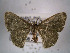  (Symmacra solidaria - USNM ENT 00643139)  @14 [ ] Unspecified (default): All Rights Reserved  Unspecified Unspecified
