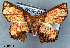  (Chrysocraspeda sp. AAF9596 - USNM ENT 00643421)  @14 [ ] Unspecified (default): All Rights Reserved  Unspecified Unspecified