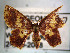  (Chrysocraspeda sp - USNM ENT 00644666)  @14 [ ] Unspecified (default): All Rights Reserved  Unspecified Unspecified