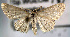  (Scopula sp. 2 - USNM ENT 00644693)  @14 [ ] Unspecified (default): All Rights Reserved  Unspecified Unspecified