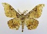  (Hyposidra sp - USNM ENT 00722598)  @15 [ ] Unspecified (default): All Rights Reserved  Unspecified Unspecified