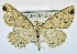  (Synegia sordidata - USNM ENT 00722826)  @14 [ ] Unspecified (default): All Rights Reserved  Unspecified Unspecified