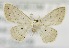  (Scopula sp. AAG9552 - USNM ENT 00729076)  @14 [ ] Unspecified (default): All Rights Reserved  Unspecified Unspecified