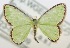  (Comostola viridula - USNM ENT 00729464)  @14 [ ] Unspecified (default): All Rights Reserved  Unspecified Unspecified