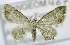  (Gymnoscelis sp. ACB8931 - USNM ENT 00729663)  @13 [ ] Unspecified (default): All Rights Reserved  Unspecified Unspecified