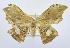  (Canucha sublignata - USNM ENT 00729919)  @11 [ ] Unspecified (default): All Rights Reserved  Unspecified Unspecified