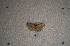  ( - USNM ENT 00720936)  @12 [ ] Unspecified (default): All Rights Reserved  Unspecified Unspecified