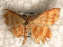  (Synegia parallelaria - USNM ENT 00720968)  @13 [ ] Unspecified (default): All Rights Reserved  Unspecified Unspecified