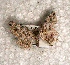  ( - USNM ENT 00722202)  @13 [ ] Unspecified (default): All Rights Reserved  Unspecified Unspecified
