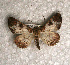  ( - USNM ENT 00722235)  @13 [ ] Unspecified (default): All Rights Reserved  Unspecified Unspecified