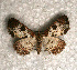  ( - USNM ENT 00722243)  @13 [ ] Unspecified (default): All Rights Reserved  Unspecified Unspecified
