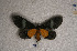  ( - USNM ENT 00722300)  @13 [ ] Unspecified (default): All Rights Reserved  Unspecified Unspecified