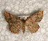  ( - USNM ENT 00722434)  @12 [ ] Unspecified (default): All Rights Reserved  Unspecified Unspecified