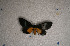  ( - USNM ENT 00722466)  @12 [ ] Unspecified (default): All Rights Reserved  Unspecified Unspecified