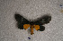  ( - USNM ENT 00722524)  @12 [ ] Unspecified (default): All Rights Reserved  Unspecified Unspecified